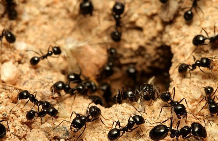 FUMIGACIONES SANDOVAL