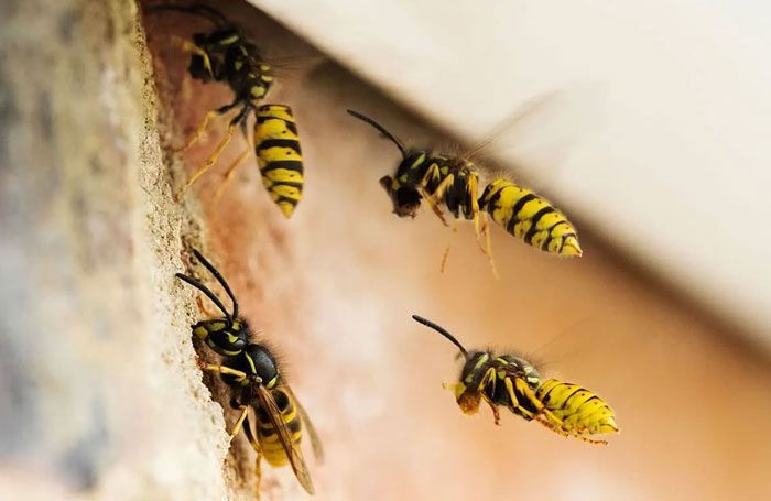 FUMIGACIONES SANDOVAL