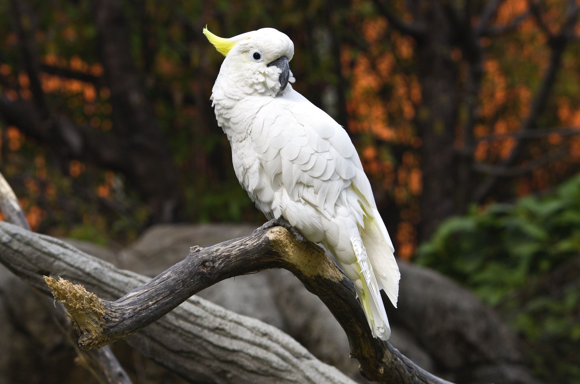 Peekaboo Cockatoo