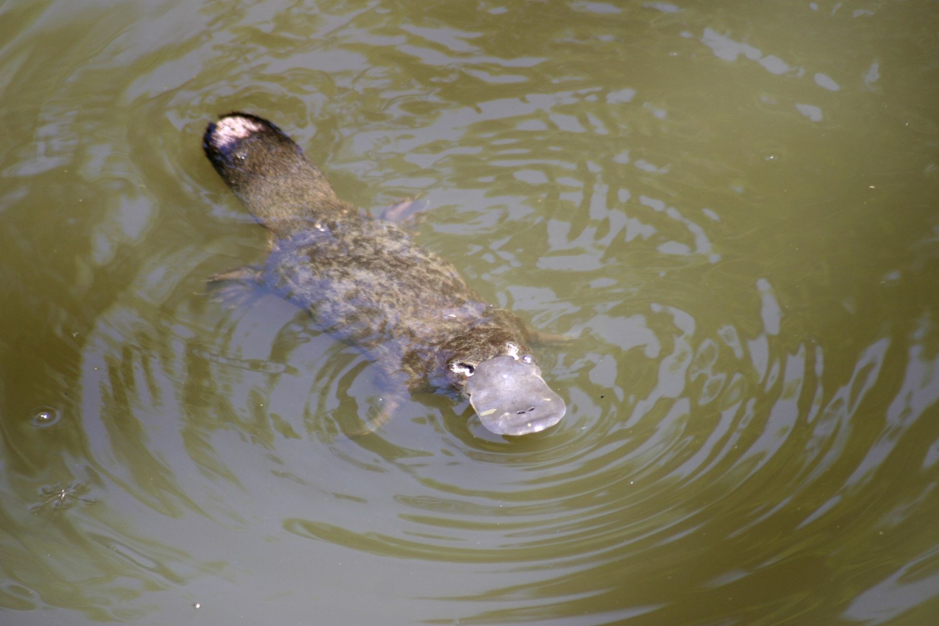 Picture - platypus