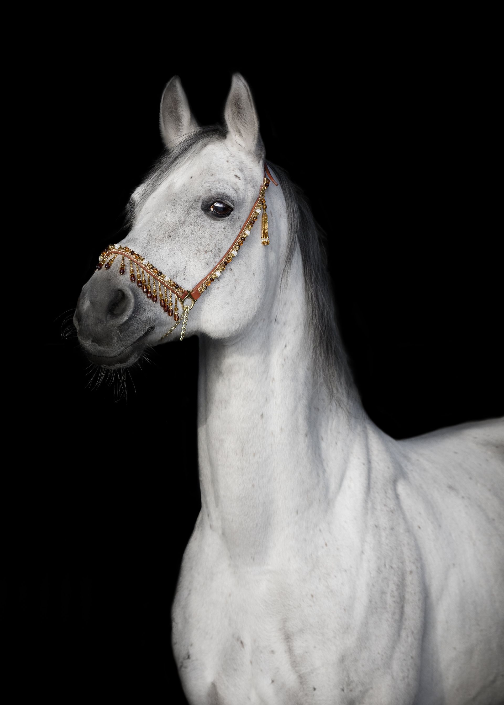 Seldi the horse image