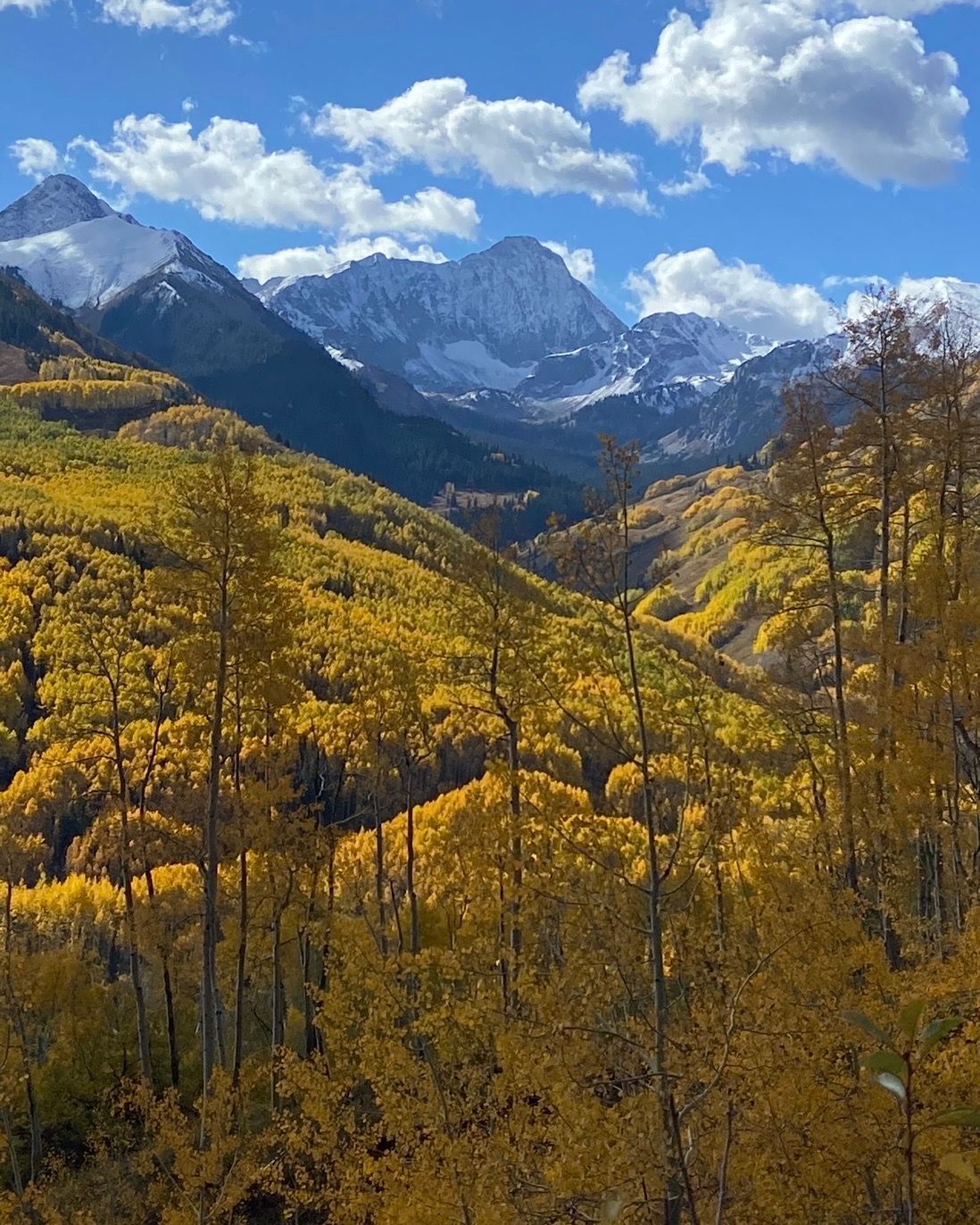 Yellow aspens in autumn against a backdrop of snow-capped mountains and blue sky.