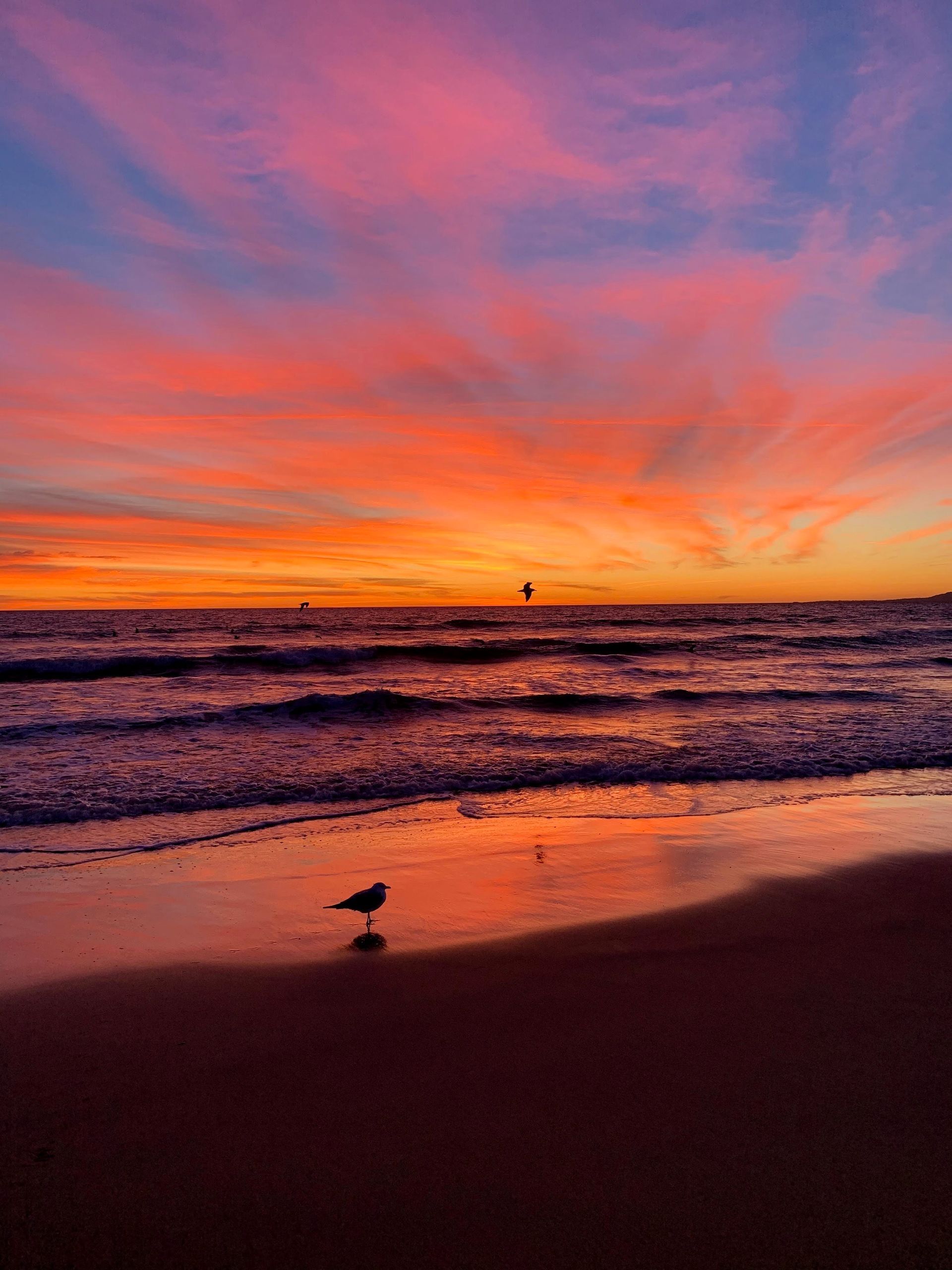 Sunset over the ocean, vibrant orange and pink sky. A lone bird stands on the wet sand.