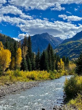 Mountain river flowing through golden autumn trees beneath snowy peaks and a blue sky