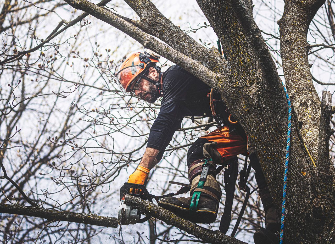 A man is cutting a tree branch with a chainsaw.