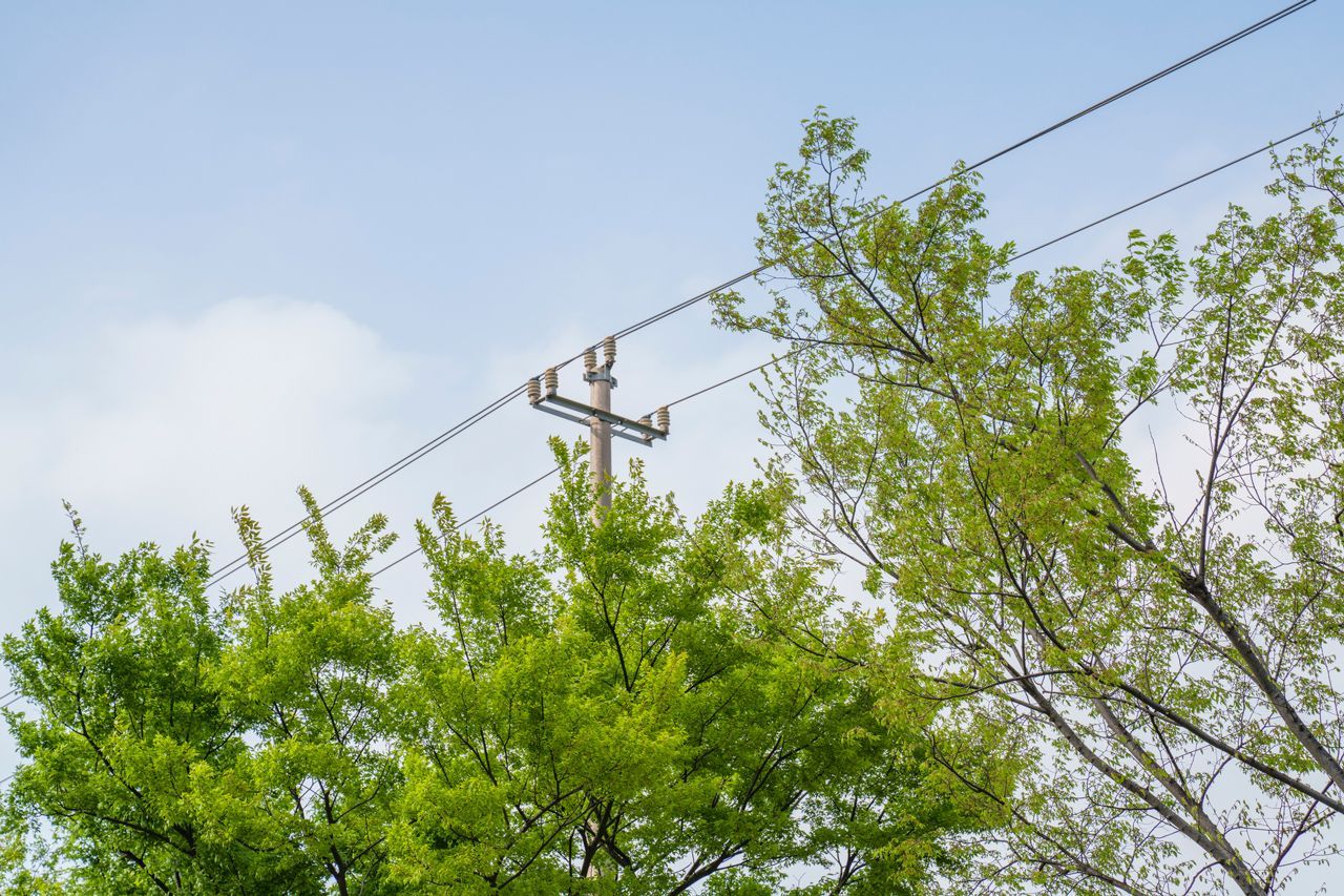 A telephone pole with trees in the foreground and a blue sky in the background.