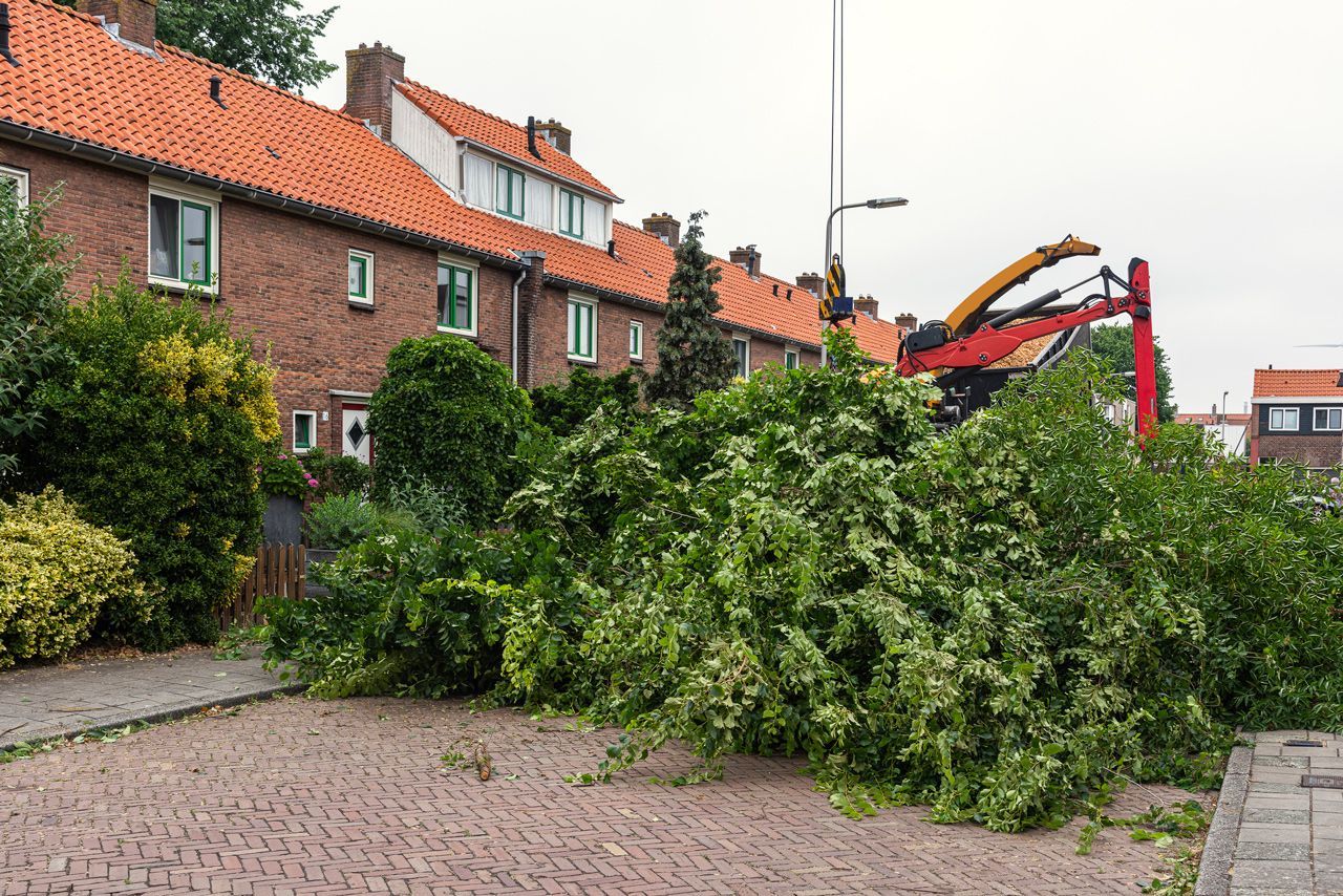 A large tree is laying on the ground in front of a row of houses.