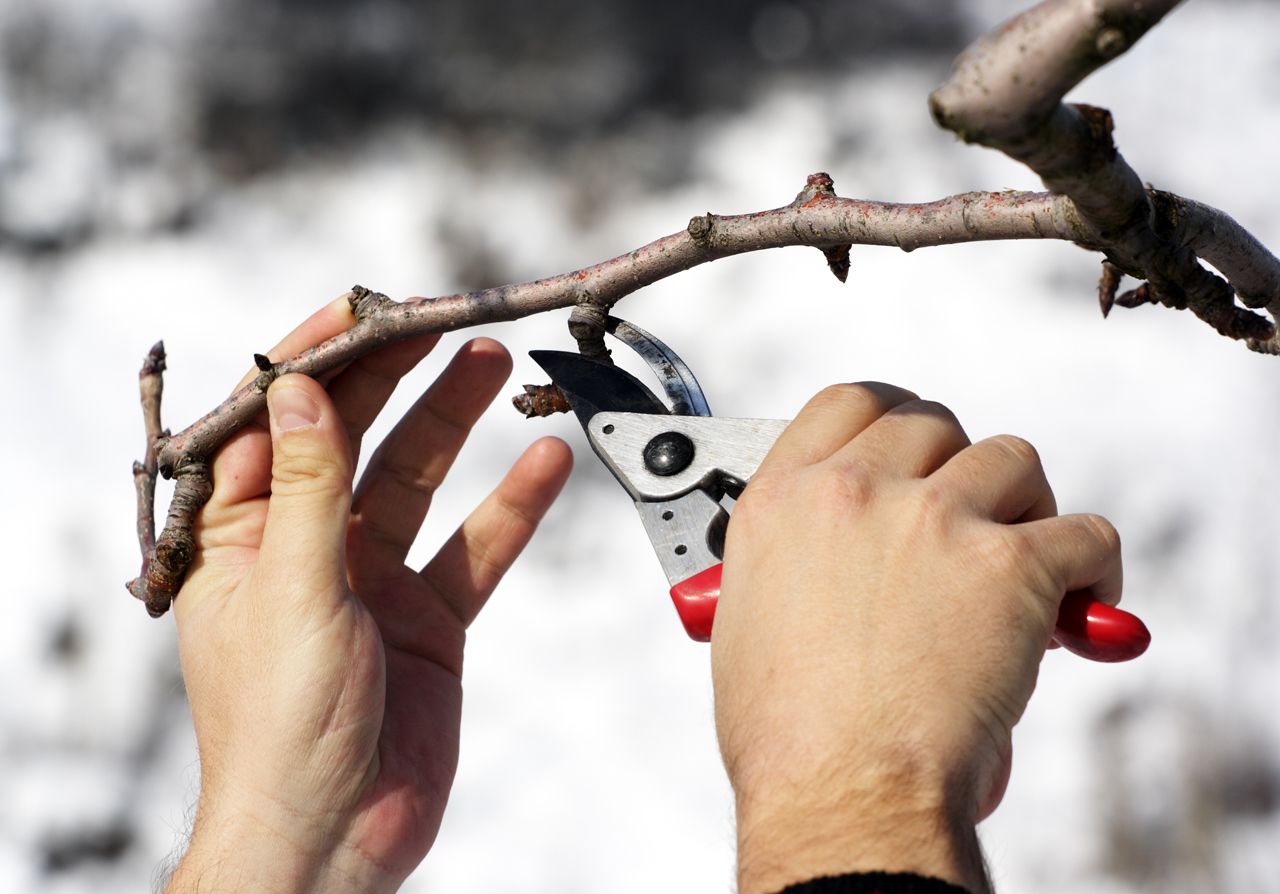 A person is cutting a branch with a pair of scissors