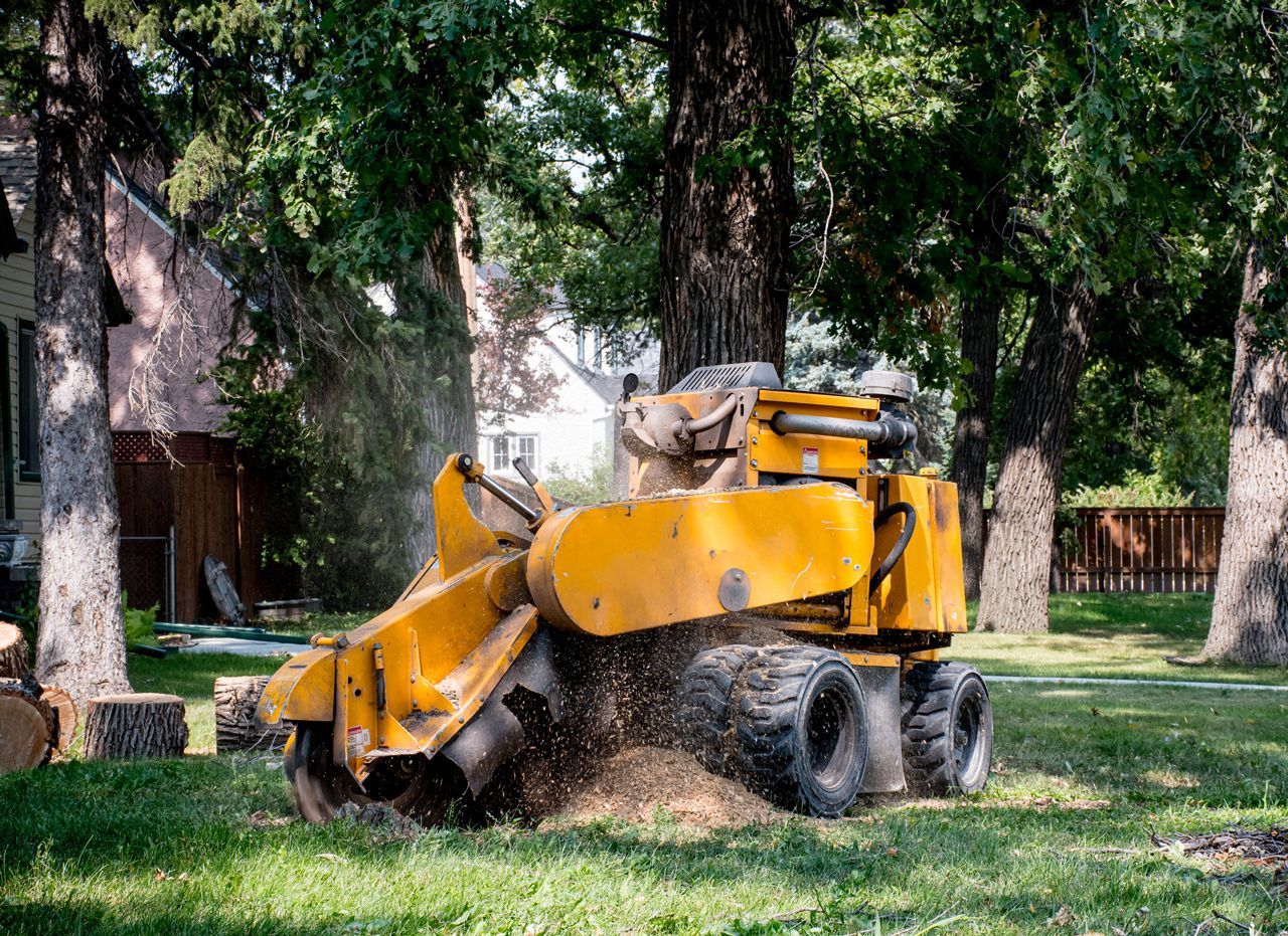 A yellow stump grinder is cutting a tree in a yard.