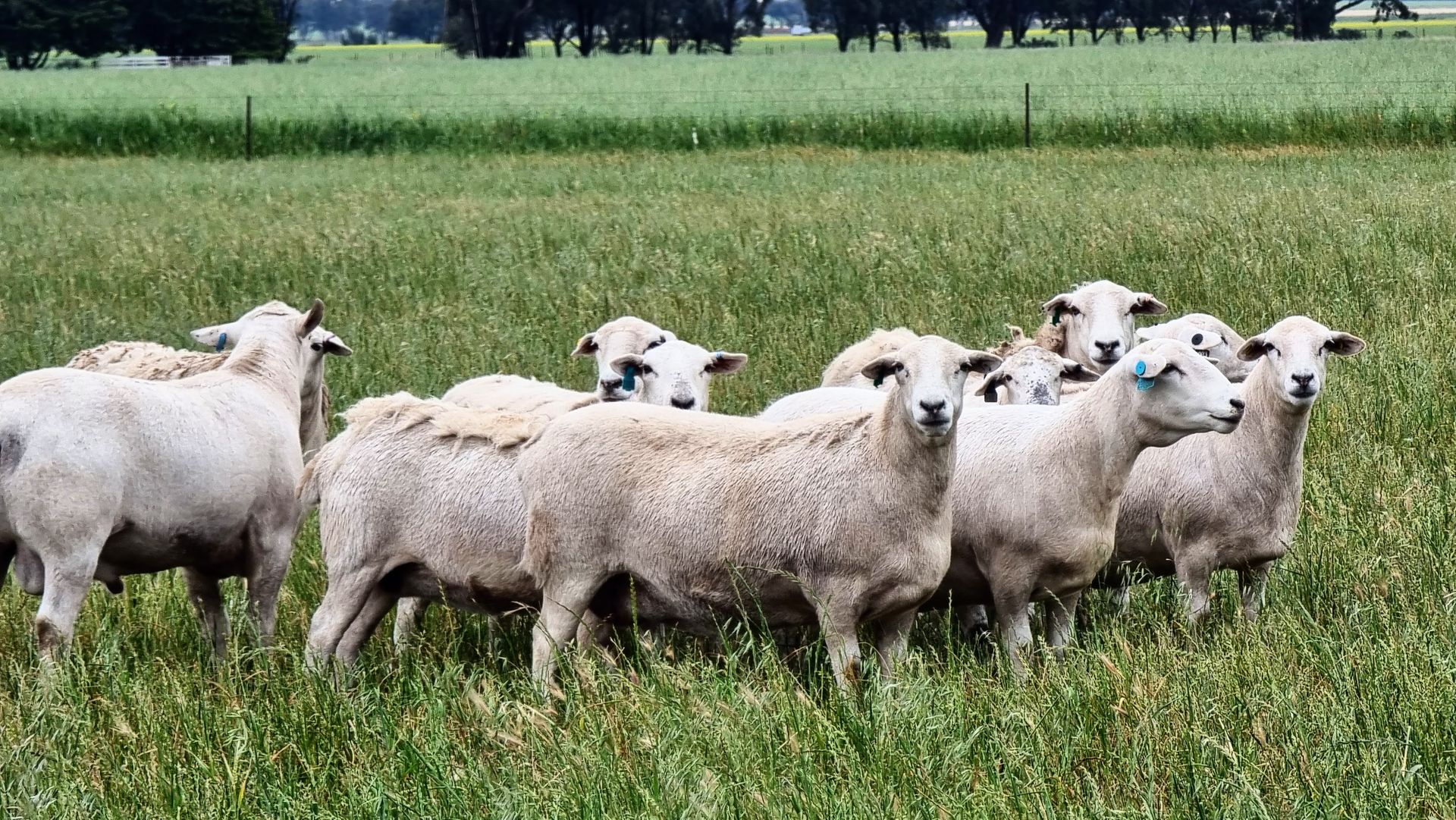 A herd of sheep grazing in a grassy field.