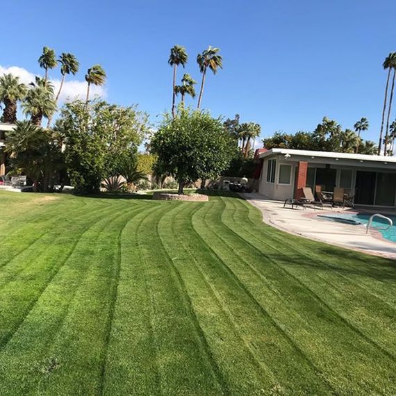 A lush green lawn in front of a house with palm trees and a pool.