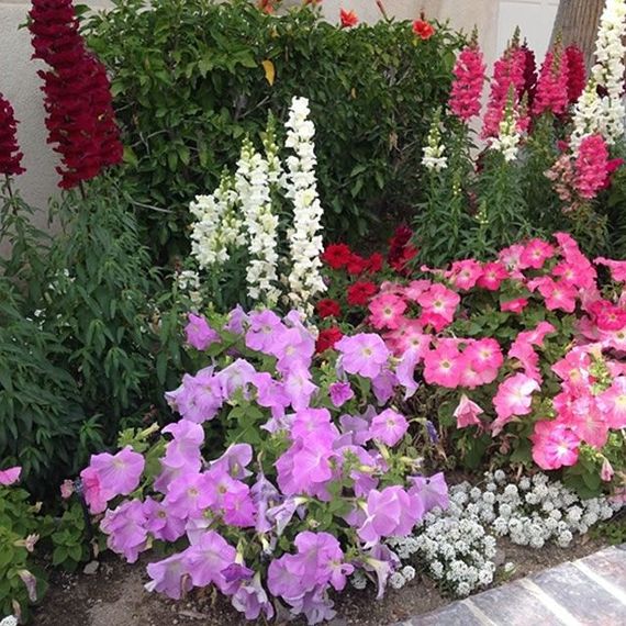 A garden filled with pink and white flowers