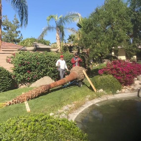 Two men are standing next to a large palm tree in a garden.
