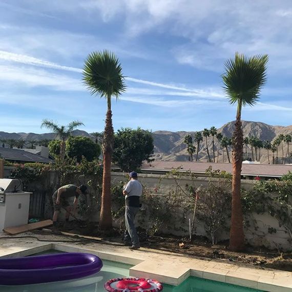 A man standing next to a pool with palm trees in the background