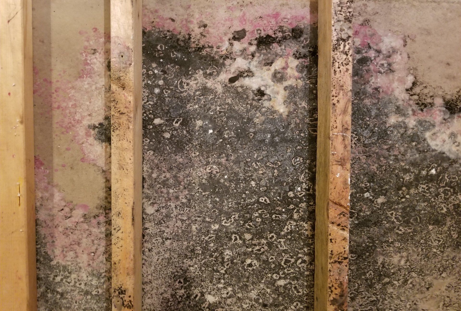 Mold Damage