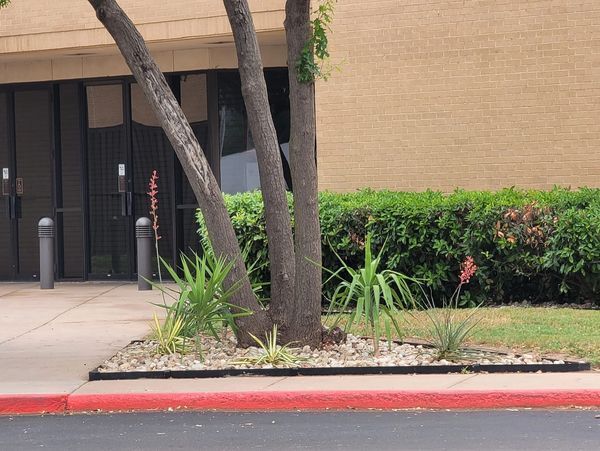 A tree in front of a building with a red curb