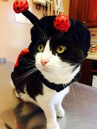 Bubba Halloween - Animal Hospital in Collingswood, NJ