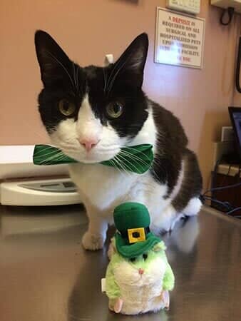 Bubba - Animal Hospital in Collingswood, NJ