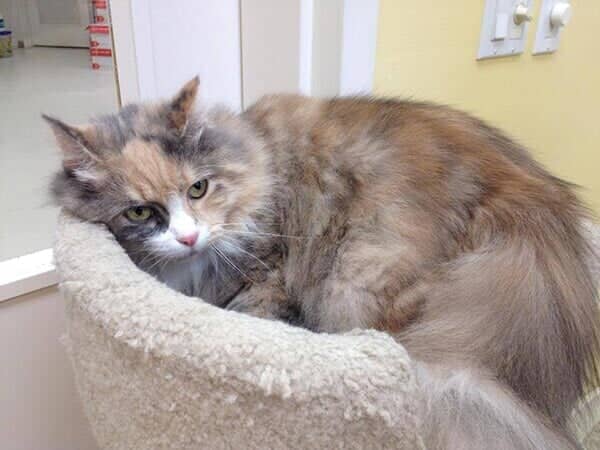 Chloe - Animal Hospital in Collingswood, NJ