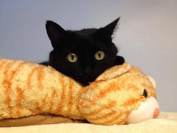 Clarissa - Animal Hospital in Collingswood, NJ