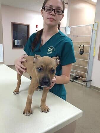 Dog at Vet - Animal Hospital in Collingswood, NJ