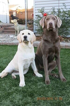 Gypsy and Summer - Animal Hospital in Collingswood, NJ