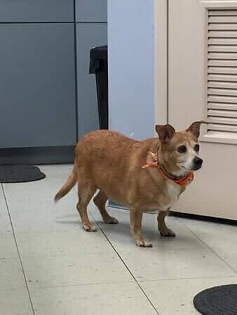 Jessica - Animal Hospital in Collingswood, NJ