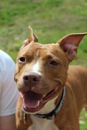 Jewel - Animal Hospital in Collingswood, NJ