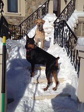 Kovu and Kiara - Animal Hospital in Collingswood, NJ