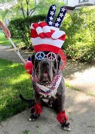 Patriotic Pup - Animal Hospital in Collingswood, NJ