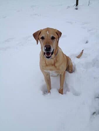 Pup in Snow - Animal Hospital in Collingswood, NJ