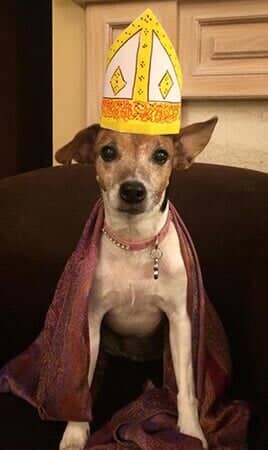 Rosie - Animal Hospital in Collingswood, NJ