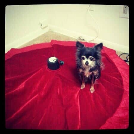 Small Dog - Animal Hospital in Collingswood, NJ