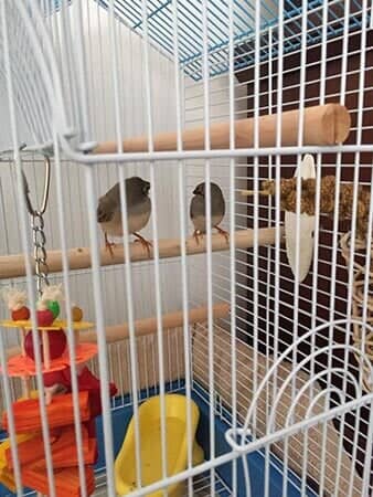 Tweety and Sweety - Animal Hospital in Collingswood, NJ