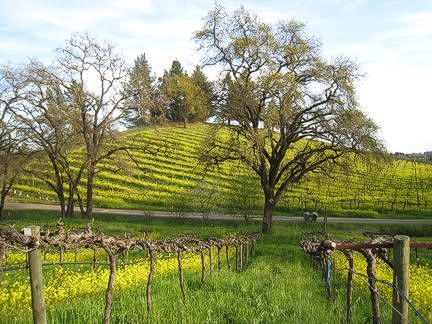 Photo of Alegria Vineyard linking to our vineyards webpage