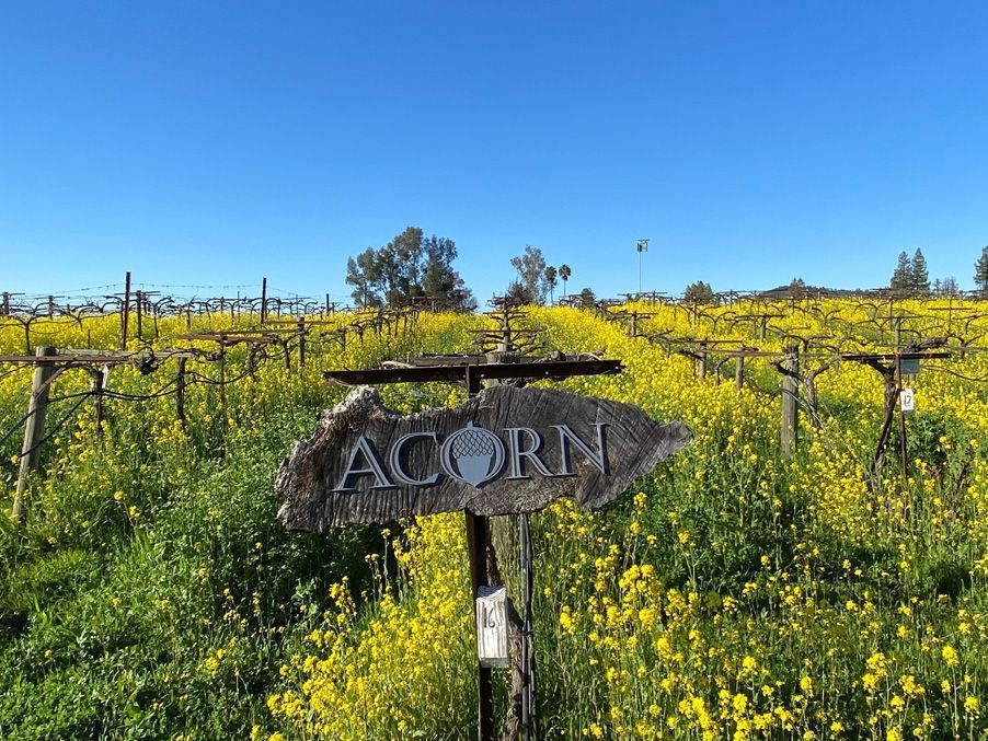 Photo of ACORN Winery sign in vineyard linking to our story webpage