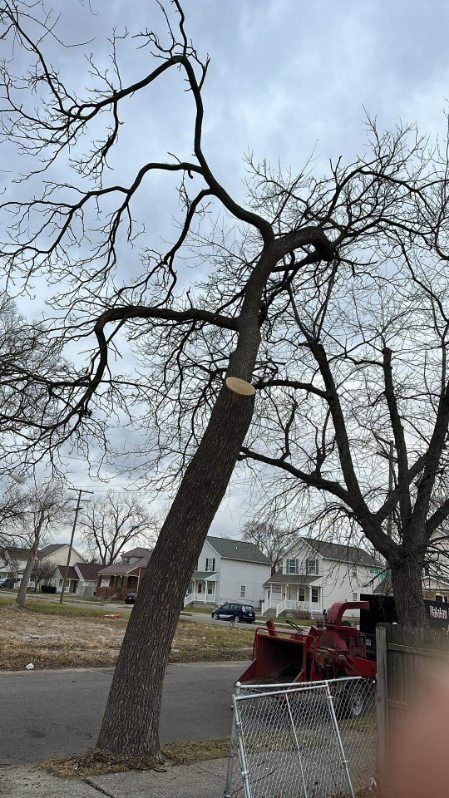A tree trunk leaning over a street has a fresh cut. Houses and a truck are visible.