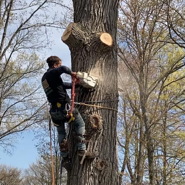 Arborist cutting a tree limb with a chainsaw while secured to the trunk by a harness.