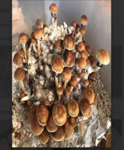 Hongos Terapéuticos (Psilocibes) Investigación Científica y Salud Mental