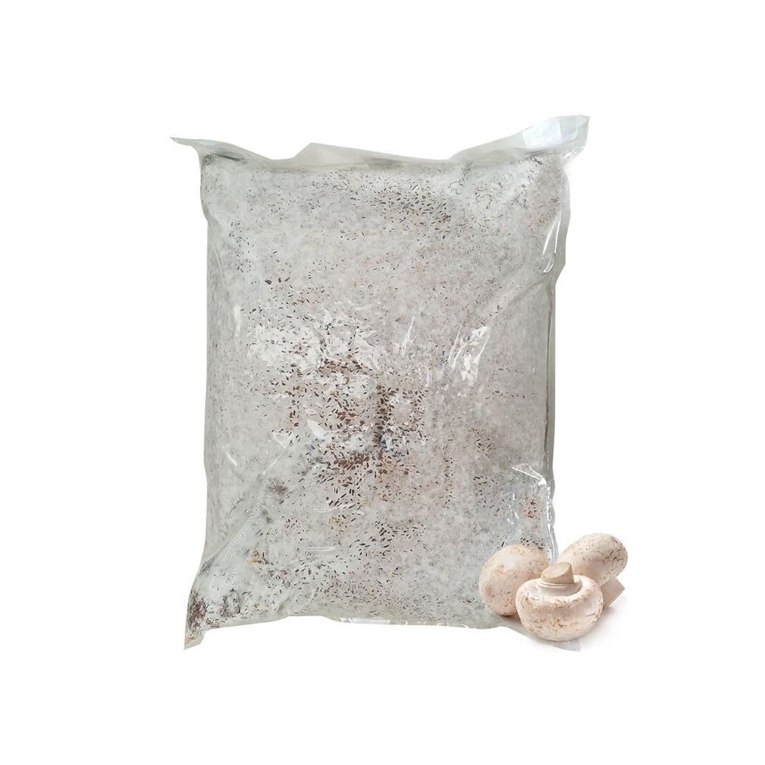 Micelio de Champiñón (Agaricus bisporus)