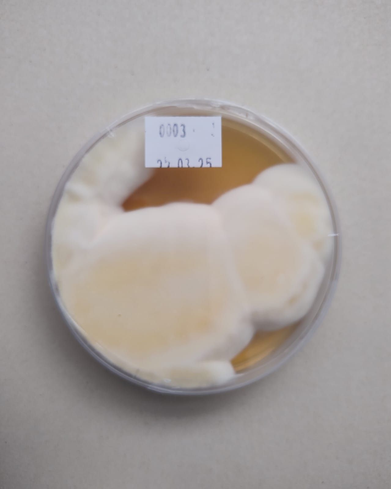 Micelio de Cordyceps militaris