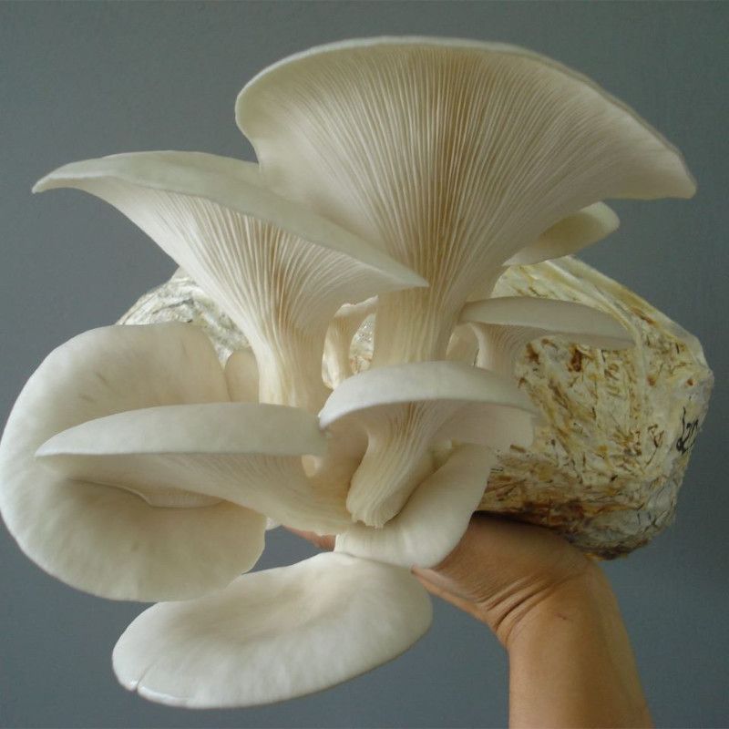 Micelio de Orellanas (Pleurotus spp.)