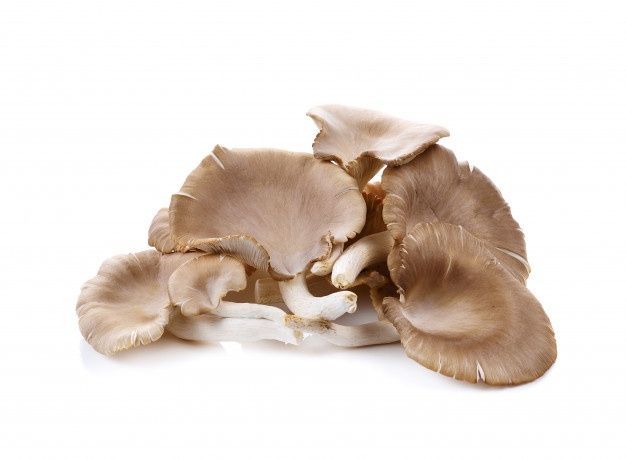 Hongos Frescos (Comestibles, Medicinales y Terapéuticos)