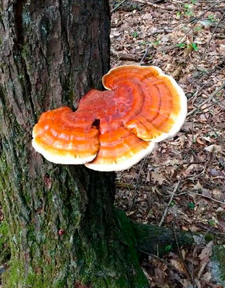 Micelio de Reishi (Ganoderma lucidum)