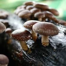 Micelio de Shiitake (Lentinula edodes)
