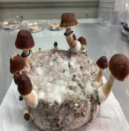 Kit de Autocultivo Los Fungís Colombia