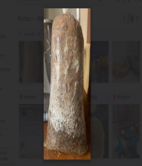 Sustratos Pasteurizados y Esterilizados para Cultivo de Hongos