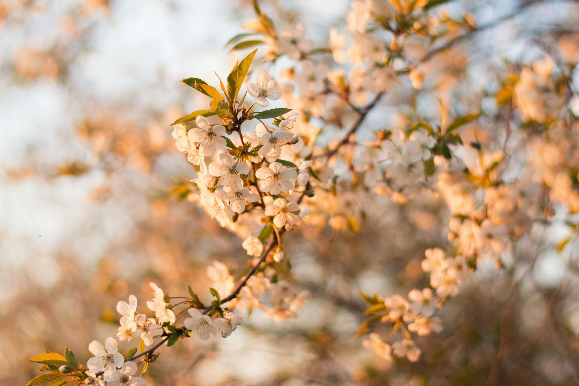 Gately Funeral Home | Melrose, MA