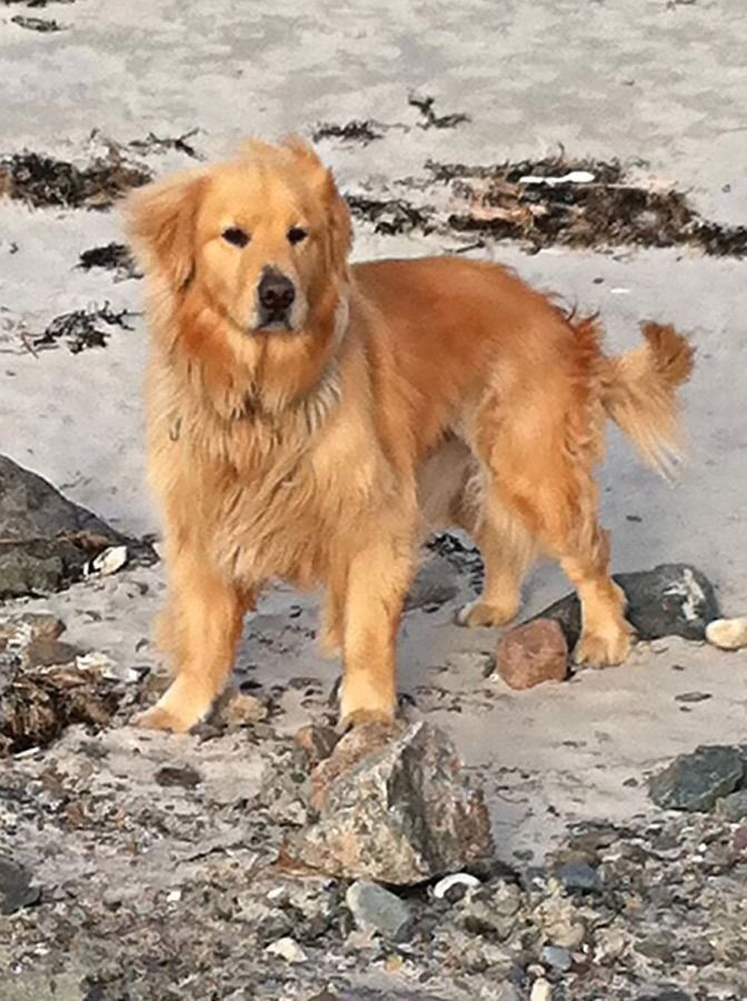 Golden Retriever stands on a sandy beach, looking at the camera.