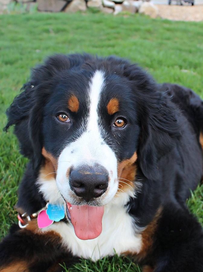 Bernese Mountain Dog with brown eyes, lying on grass, tongue out. Black, white, and brown fur.